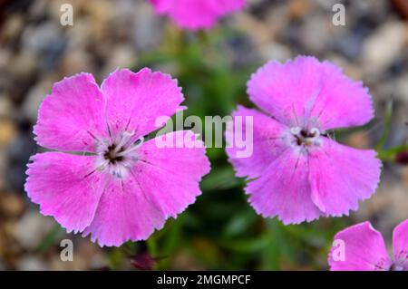 Fiori rosa di Dianthus Alpinus 'Pink alpino' coltivati nella Casa Alpina a RHS Garden Harlow Carr, Harrogate, Yorkshire, Inghilterra, Regno Unito. Foto Stock