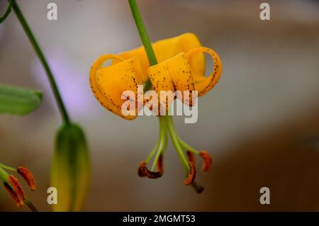 Singolo Lilium giallo Lijiangense 'Turk's Cap' Fiore di giglio cresciuto nella Casa Alpina a RHS Garden Harlow Carr, Harrogate, Yorkshire, Inghilterra, UK. Foto Stock