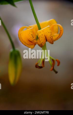 Singolo Lilium giallo Lijiangense 'Turk's Cap' Fiore di giglio cresciuto nella Casa Alpina a RHS Garden Harlow Carr, Harrogate, Yorkshire, Inghilterra, UK. Foto Stock