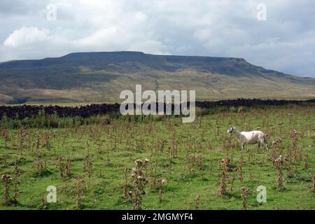 "Wild Boar Fell" dalla Lady Anne Clifford's Highway (passerelle) su Mallerstang Common nella Eden Valley, Yorkshire Dales National Park, Inghilterra, Regno Unito Foto Stock