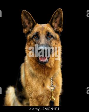 Cane pastore tedesco in piena crescita su uno sfondo nero isolato. Cane felice e carino. Foto Stock