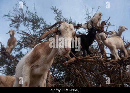 Capre su alberi di argan sulla strada per Casablanca nel sud-ovest Morocco.l'olio di noci è usato come olio costoso in cucina e in cosmetici. Foto Stock