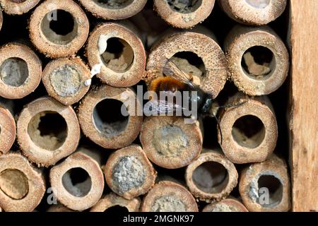 Osmia (Osmia cornuta), maschio, scatola nido, davanzale, Belfort, Territorio di Belfort, Francia