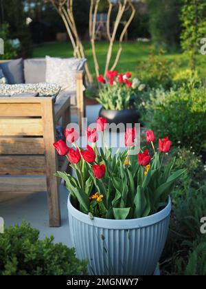 Tulipa 'Couleur Cardinal' tulipani in una vasca Dolly in un giardino britannico in primavera Foto Stock