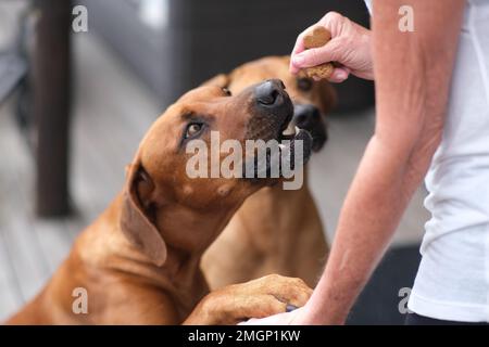 Il Rhodesian Ridgeback è un allevamento di razza canina nella regione dell'Africa Meridionale. Foto Stock