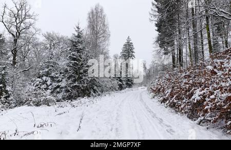 Schneebedeckte Wege im Teutoburger Wald Foto Stock