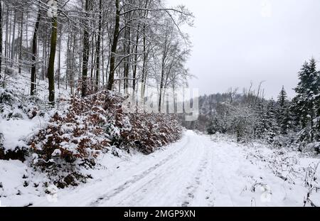 Schneebedeckte Wege im Teutoburger Wald Foto Stock