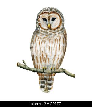 Acquerello barrato uccello gufo a righe seduto su ramo isolato su sfondo bianco. Illustrazione di gufo di foresta disegnata a mano nei colori marrone e grigio Foto Stock