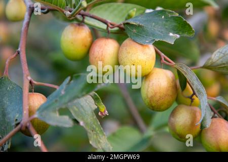 Frutti rossi di jujube o di mela kul boroi sui rami di un albero di mela nel giardino Foto Stock