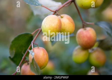 Frutti rossi di jujube o di mela kul boroi sui rami di un albero di mela nel giardino Foto Stock