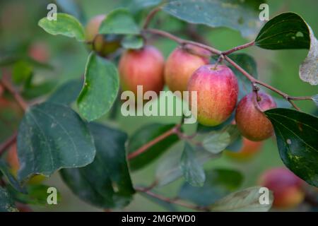 Frutti rossi di jujube o mela kul boroi su un ramo in giardino. Messa a fuoco selettiva Foto Stock