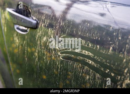 Strato di granuli di polline gialli sulla vernice per auto. Alberi e fiori polline che coprono l'esterno dell'auto in primavera, strega può danneggiare il concetto di vernice della vostra auto. Foto Stock