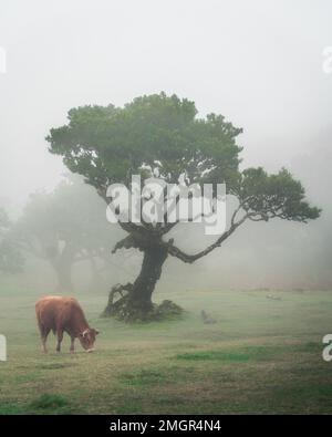 Albero verde e mucca nella foresta di Fanal con nebbia nell'isola di Madeira Foto Stock