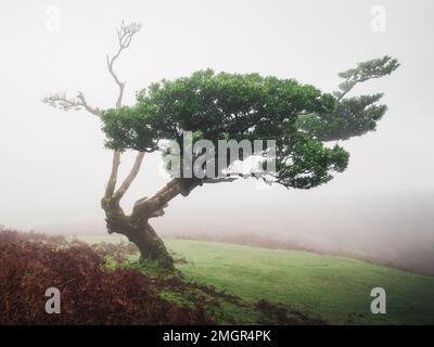 Albero verde nella foresta di Fanal con nebbia sull'isola di Madeira Foto Stock