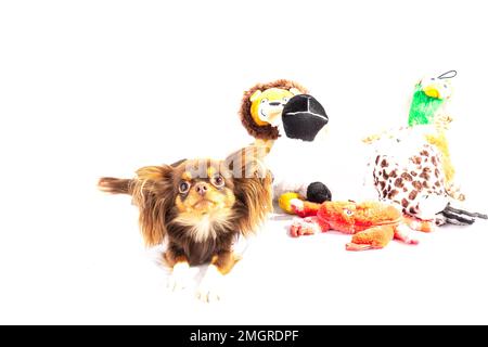 chihuahua,capelli lunghi chihuahua,capelli lunghi chihuahua,chihuahua cucciolo,carino,cucciolo,cane,cane nel cestino,cestino,sfondo bianco,capelli lunghi,capelli lunghi,lungo, Foto Stock