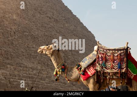 Primo piano vista laterale ritagliata di cammello pieno di tessuti colorati legati con una catena nelle grandi piramidi del Cairo, Egitto, Africa Foto Stock