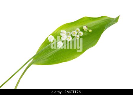 Ramoscelli di giglio fiori bianchi gigli della valle isolato su sfondo bianco Foto Stock