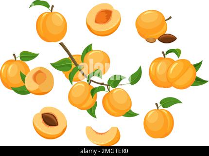Albicocche cartone isolato Illustrazione Vettoriale