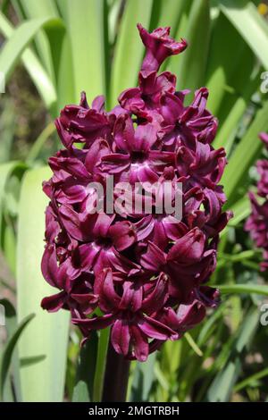 Giacinto (Hyacinthus orientalis 'Woodstock') Foto Stock