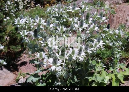 Pianta fiorita del fantasma di Miss Willmott (Eryngium giganteum). Foto Stock
