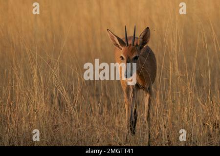 Steenbok (Raphicerus campestris) nella Riserva Naturale di Okonjima, Namibia Foto Stock