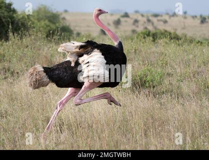 Maschio dello struzzo comune (Struthio camelus) che corre in colori riproduttori. Foto da Nairobi NP, Kenya. Foto Stock