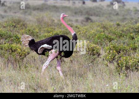 Maschio dello struzzo comune (Struthio camelus) in colori riproduttori. Foto da Nairobi NP, Kenya. Foto Stock