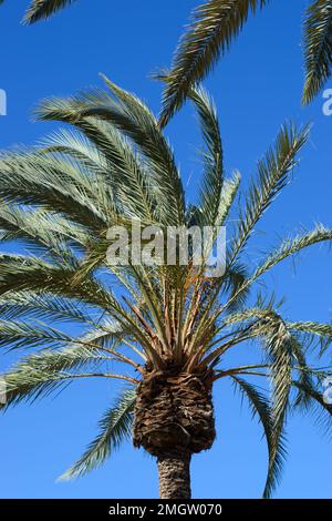 Foglie di palma verde su sfondo cielo blu con spazio di copia per il testo Foto Stock