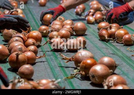 Gestione postarvest di ONION prima della distribuzione sul mercato. Cipolle appena raccolte che si muovono lungo il nastro trasportatore. Foto Stock