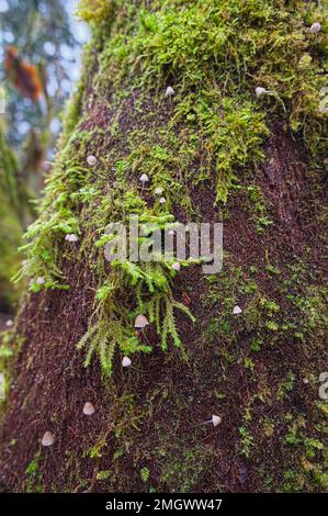 Fata Inkcap funghi (Coprinellus dissematus) e Sphagnum Moss che crescono su un tronco di albero nel nord-ovest del Pacifico - B. C., Canada. Foto Stock