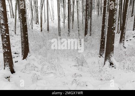 La mattina presto dopo una forte tempesta di neve e una vista su una foresta primordiale di Kocevski rog con neve fresca sugli alberi, Kocevje, Slovenia Foto Stock
