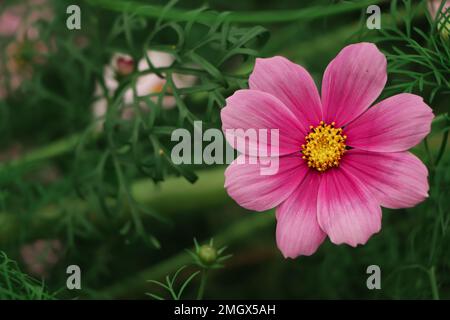 Primo piano di un singolo fiore rosa cosmo fiorito in un giardino botanico del bangladesh Foto Stock