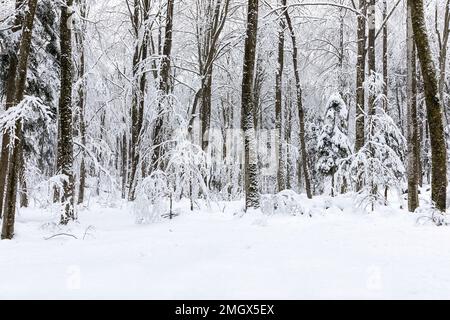 La mattina presto dopo una forte tempesta di neve e una vista su una foresta primordiale di Kocevski rog con neve fresca sugli alberi, Kocevje, Slovenia Foto Stock