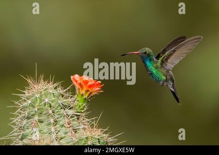 Hummingbird maschio, Cynanthus latirostris, che si nutre di cactus flower Foto Stock