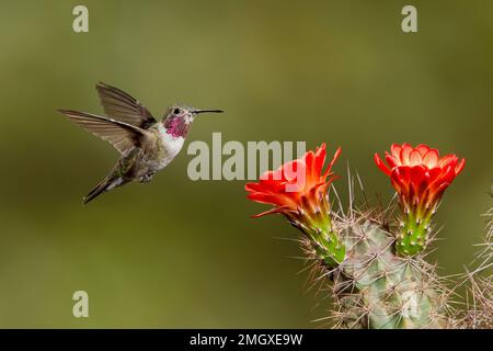 Hummingbird maschio del secondo anno a coda larga, Selasforus platycercus, che si nutre di Echinocereus sp. cactus. Foto Stock