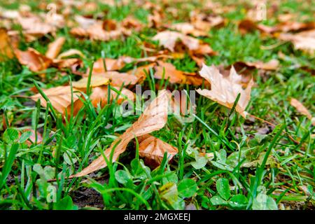 Caduto Foglie di autunno sul terreno Foto Stock