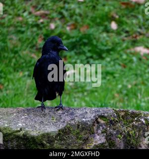 Crow giovanile (Corvus corone) arroccato pietra naturale Foto Stock