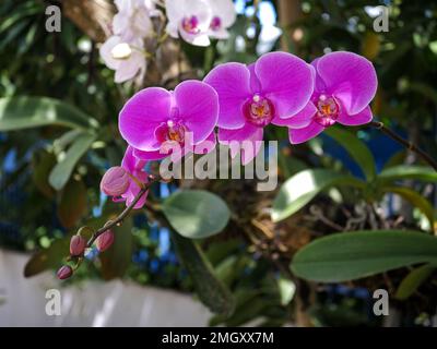 I fiori di Doritaenopsis sono rosa. Doritaenopsis. Natura sfondo Foto Stock