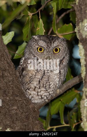 Scech-Owl, Megascops tricosi Foto Stock