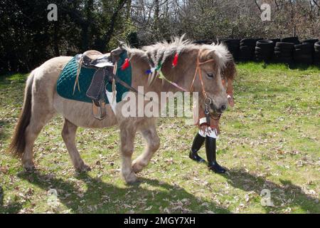 Bel poney nero nel campo Foto Stock