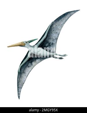 Pterodattile volante acquerello blu. Pterosauro disegnato a mano con ampie ali dell'era dei dinosauri isolato su sfondo bianco. Foto Stock