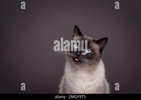 carino gatto siamese che attacca la lingua piccola fuori. verticale su sfondo marrone con spazio per la copia Foto Stock