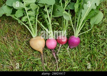 Ravanelli appena raccolti sull'erba - varietà arcobaleno con bucce gialle, rosa, rosse e viola e fogliame verde Foto Stock