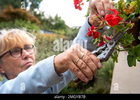 Donna anziana che deadesca fiori rossi e rosa da gerani piantati in cestello sospeso in giardino suburbano inglese in estate Foto Stock