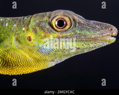 Spotted Green Anole (Anolis punctata) primo piano, provincia di Orellana, Ecuador Foto Stock