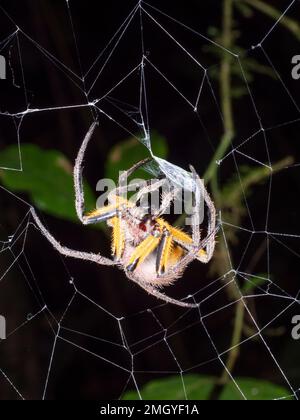 Orbweaver Spider (Eriophora fuliginea) avvolge la preda in seta prima di mangiarla. Nella foresta pluviale di notte, provincia di Orellana, Ecuador Foto Stock