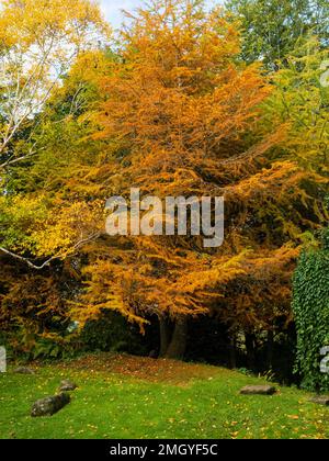 Colore giallo-arancio autunnale nelle foglie d'ago della conifera decidua Larix decidua, il larice europeo Foto Stock