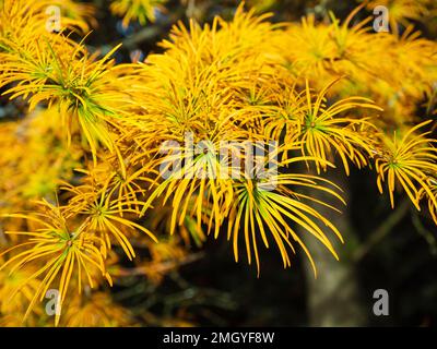 Colore giallo-arancio autunnale nelle foglie d'ago della conifera decidua Larix decidua, il larice europeo Foto Stock