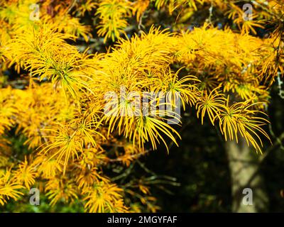 Colore giallo-arancio autunnale nelle foglie d'ago della conifera decidua Larix decidua, il larice europeo Foto Stock