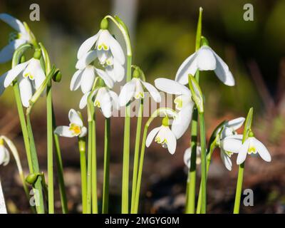 Fine ottobre fiori della fioritura autunnale specie nevicata, Galanthus reginae-olgae Foto Stock